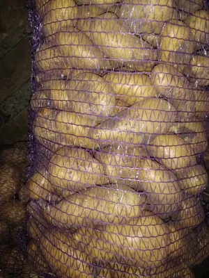 Семенной картофель Тайфун - купить в Украине — интернет-магазин СолнцеСад