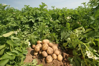 Купить картофель семенной восторг (2 кг) по цене 350 руб. в интернет  магазине \"Первые Семена\"
