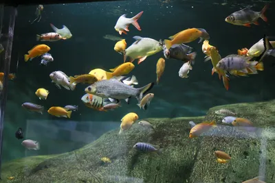 Океанариум 🐋 в Дубай Молле: режим работы аквариума, цены на билеты, как до  него добраться — Tripster.ru