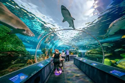 Океанариум Казани: загадочный подводный мир | hotel 13 | Дзен