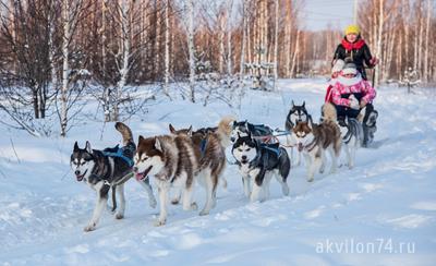 Экскурсии зимой в Челябинске | Хаски-центр Аквилон в Челябинске