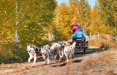 Общение с собачками Хаски, экскурсии, катание в собачьей упряжке,  фотосессии с животными, контактный зоопарк Челябинск | Загородный  развлекательный экстрим-клуб \"Быстрай\"