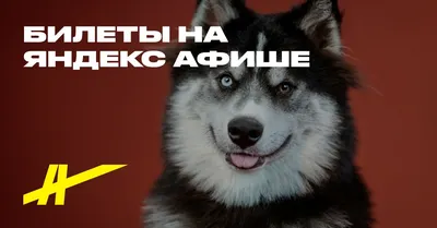 Купить щенка хаски | Хаски-центр Аквилон в Челябинске