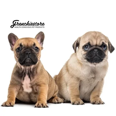 Французский бульдог. 100 фото. Прикольные фото собак, фото щенков французского  бульдога | French bulldog puppies, French bulldog dog, Bulldog puppies