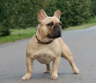 Продам щенка французского бульдога Французский бульдог в Сморгоне - Собаки  на Gde.by 30.07.2023