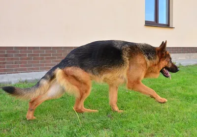 Хвост щенка немецкой овчарки фото