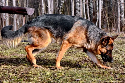 Хвост у щенка немецкой овчарки (49 фото) - картинки sobakovod.club