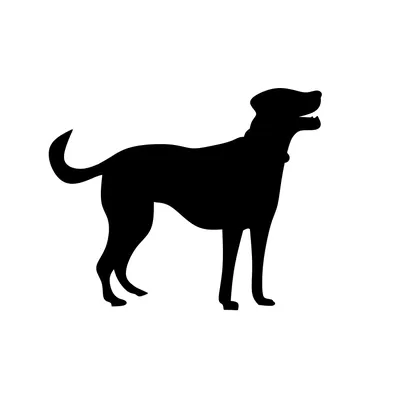 смотрит на вытянутые ноги и хвост собаки на траве Стоковое Изображение -  изображение насчитывающей задний, соединения: 220406465
