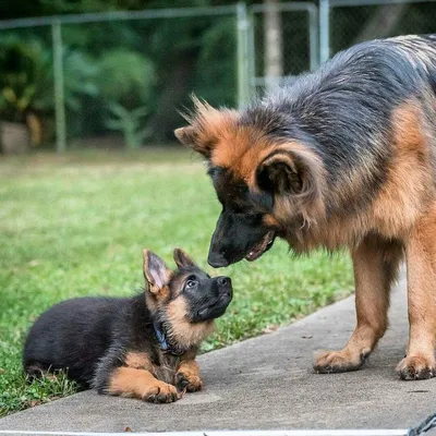 Как выбрать собаку для квартиры и дома | Породы собак с фото и названиями |  Pet-Yes