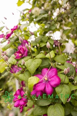 Pomponella клематис Виль де Лион | Rose garden design, Pink garden, Flower  garden