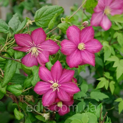 Clematis 'Ville de Lyon' — Википедия