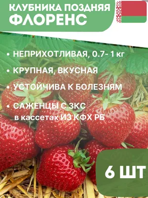 РОЗЫГРЫШ саженцев Клубники 🍓‼ Будет 2 призовых места. 1) Победителю  достанется 35 саженцев клубники.. | ВКонтакте