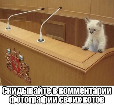 Екатеринбург тут собирает бунтующих котов со всей страны. Давайте поможем |  Пикабу