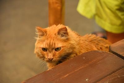 Твикса ищут: где сейчас выброшенный кот из поезда «Екатеринбург –  Петербург» | Уральский меридиан