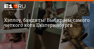Найдена кошка. Екатеринбург | Пикабу