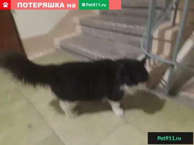 В Екатеринбурге из-за беспечности хозяев погиб кот. Фото