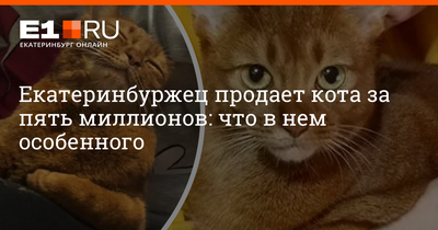 Проводница поезда, ехавшего из Екатеринбурга в Санкт-Петербург, выбросила  кота - «Уральский рабочий»