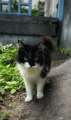 Найден контактный кот на Белореченской ул., 17 к4, Екатеринбург | Pet911.ru