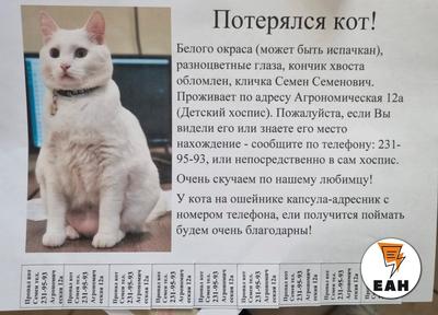 Кот по кличке Морган (г. Екатеринбург, приют Кошачье Сердце)