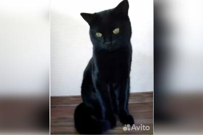 В Екатеринбурге чёрного кота продают за 520 тысяч | Уральский меридиан