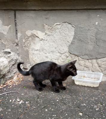 Пантерный кото-ребёнок в поисках дома. Нижний Новгород | Пикабу