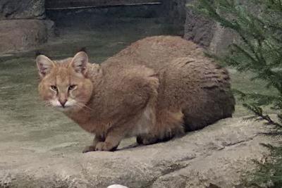 В Минском зоопарке появился камышовый кот из Новосибирска - Российская  газета