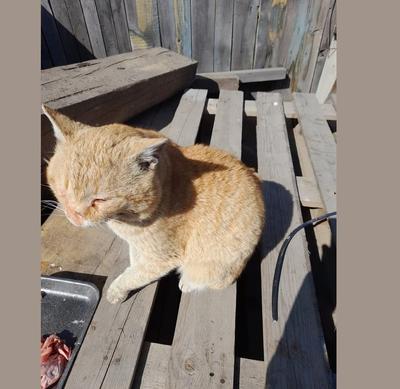 Он от холода бросился под машину»: в Новосибирске на дороге спасли  обмороженного кота - KP.RU