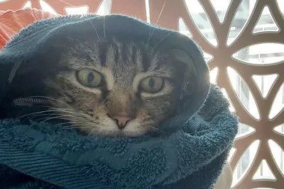 Новосибирские волонтеры спасли кота, застрявшего в вентиляционной камере »  Кошка Ветра