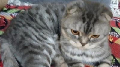 Найдена рыжая кошка Кот, ул. 9-й Гвард. Дивизии, 15, Новосибирск | Pet911.ru