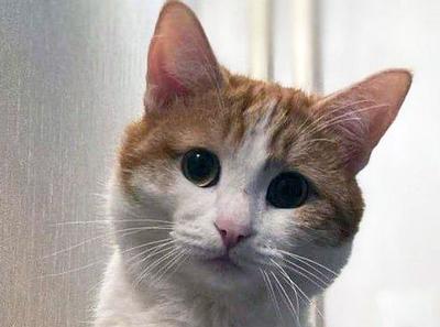 Кто любит котят? У нас их сейчас очень много😻 Лиам - рыжий котенок с  постоянно возмущенным выражением мордочки 😸 🧡 Считает себя большим… |  Instagram