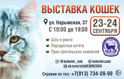 Пропал бенгальский кот, Вознесенская ул. 40, Новосибирск | Pet911.ru