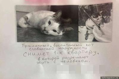 Спрятались под одеяло: жители Новосибирска показали, как их коты и собаки  переживают морозы