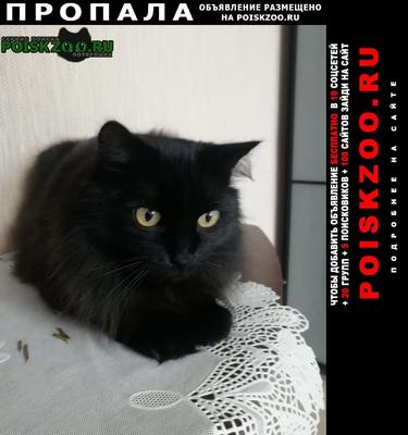 Облюбовали крышу: семья котов прибилась к дому жительницы Новосибирской  области - KP.RU