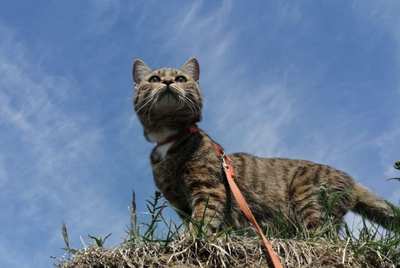 Найден кот, Одоевского ул. 1/8, Новосибирск | Pet911.ru