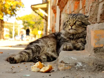 Самара - кошачья столица России? | Самара: поквартальный обход | Дзен