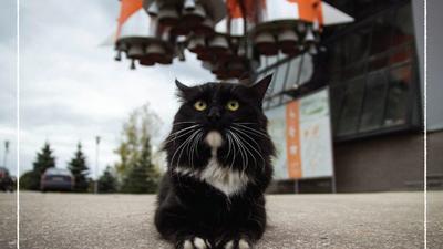 Пропал чёрный кот, Московское шоссе 147, Самара | Pet911.ru