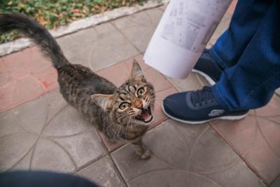 Броши-кошки — купить недорого в интернет-магазине SUNLIGHT в Самаре,  выбрать брошку в виде кота в каталоге с фото и ценами