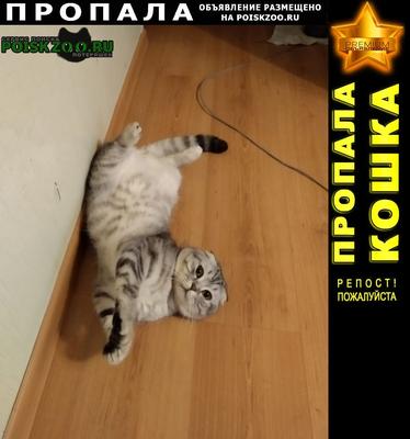 Пропал кот: возраст 1г 4м, ул. Ново-Садовая, 200, Самара | Pet911.ru