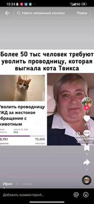 Сяма никому не нужен: в Самаре похищенный и раненый кот две недели жил в  квартире с покойником