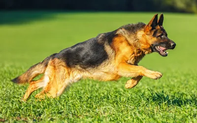 Основные кожные заболевания у собак: диагностика и лечение - Собаки обзор  на Gomeovet