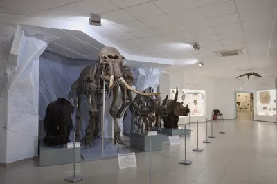 Краеведческий музей Новосибирска: история открытия