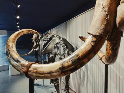 17 Черепов и зуб, или Изменение человека во времени\", выставка в Музее  природы, Новосибирск | KidsReview.ru