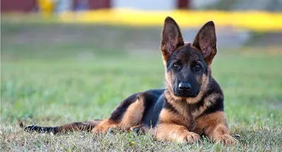 Немецкая овчарка (German Shepherd Dog) - это одна из самых популярных пород  собак. Отзывы, описание и фото породы.