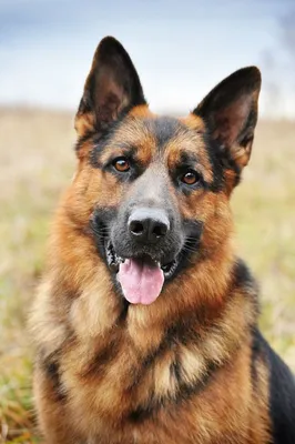 Немецкая овчарка (Deutscher Schaferhunde | German Shepherd) | Мир собак.  Журнал о собаках. Доска объявлений. Породы. Дрессировка.