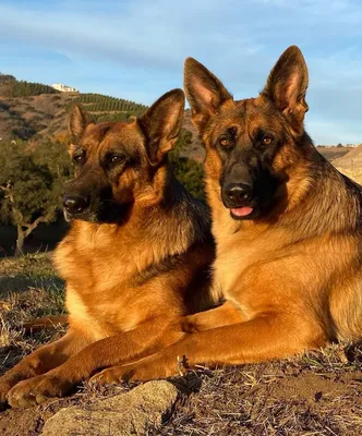 Виды овчарок с фотографиями и названиями | Описание видов | Pet-Yes