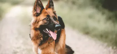 Служебные породы собак: обзор лучших представителей и их особенностей