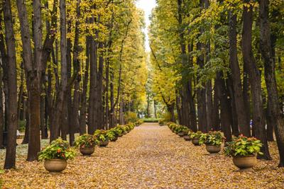 Московские парки для прогулок осенью