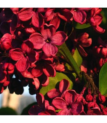 Купить Сирень обыкновенная Красная Москва в садовом центре Зеленый сад в г.  Клинцы!