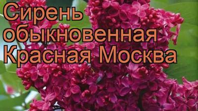 Сирень обыкновенная Красная Москва, купить саженцы Сирени обыкновенной Красная  Москва в Москве в питомнике недорого!