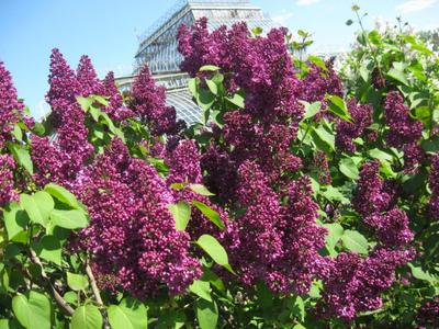 Сирень \"Красная москва\" штамбовая / Syringa vulgaris \"Krasnaya Moskva\" -  Купить саженцы сирени в питомнике – выгодные цены в интернет-магазине в  Москве